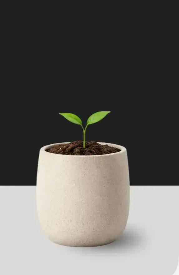pot wit a chili pepper sprout