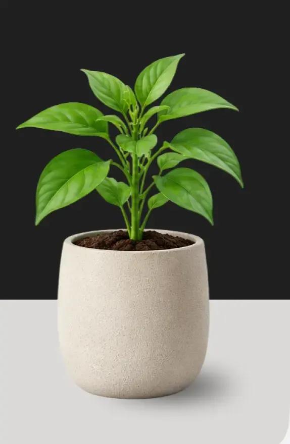 Pot with chilli pepper with leaves