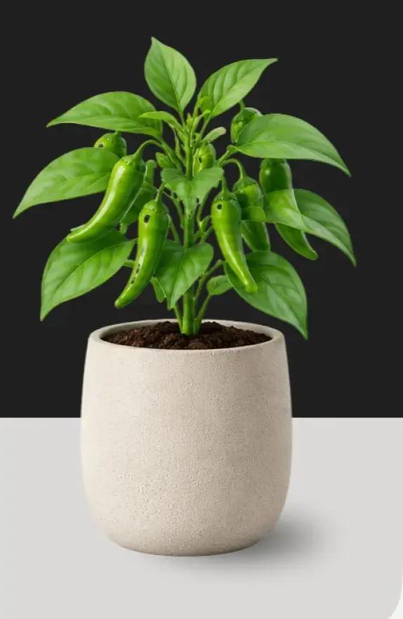 Pot with green chilli peppers
