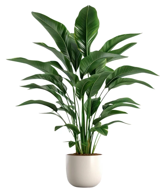 Plant